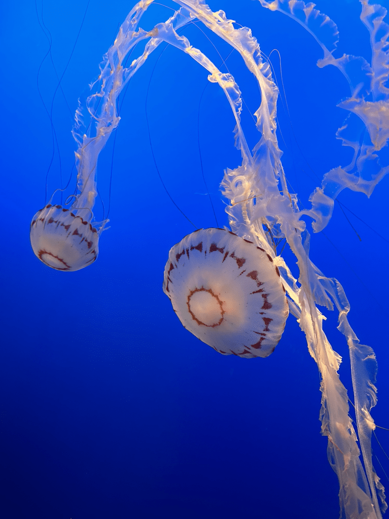 Monterey Bay Aquarium, California