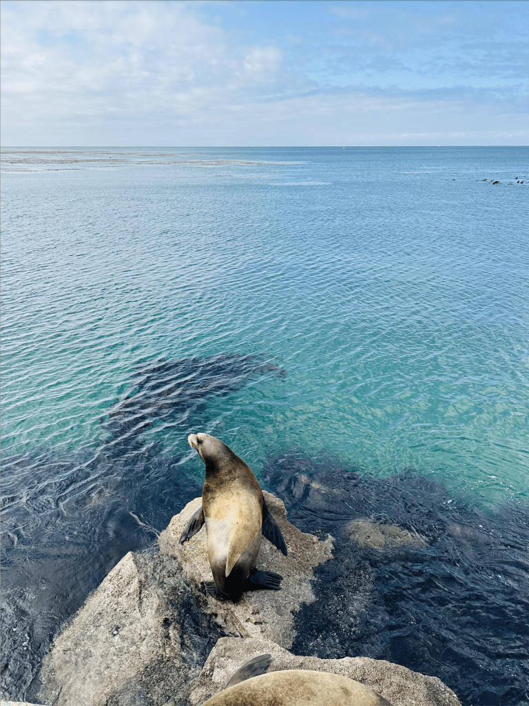 Monterey Seal checking out Monterey Sea